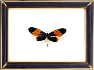 Heliconius Numata Suppliers & Wholesalers - CF Butterfly
