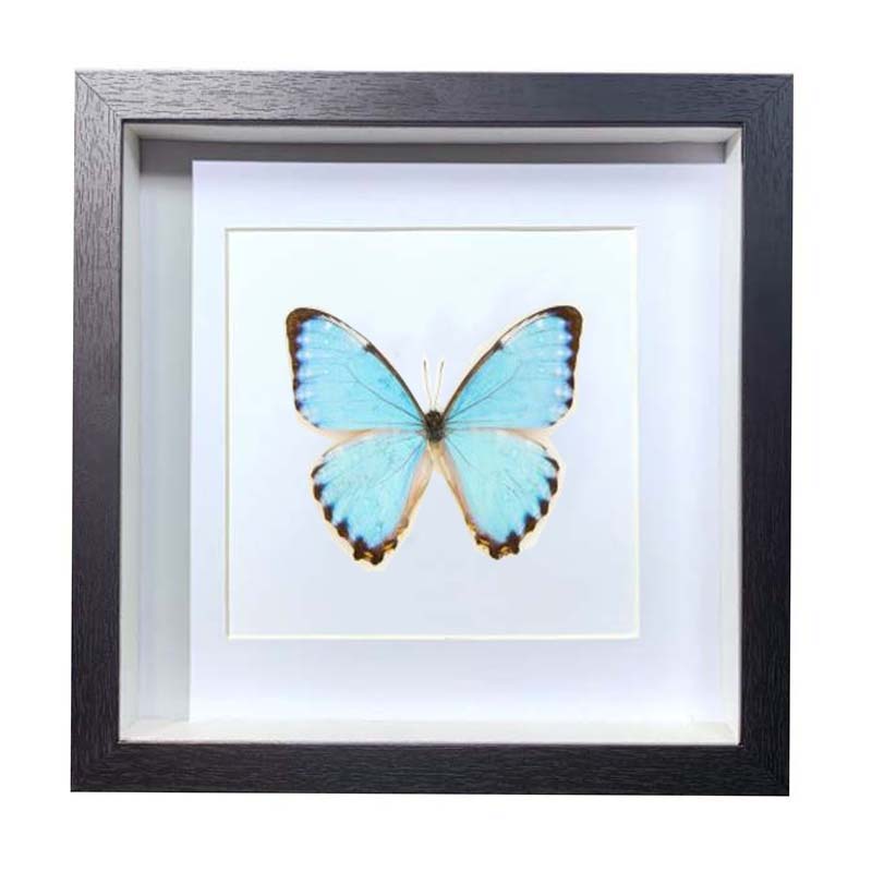 Buy Butterfly Frame Morpho Portis Suppliers & Wholesalers - CF Butterfly