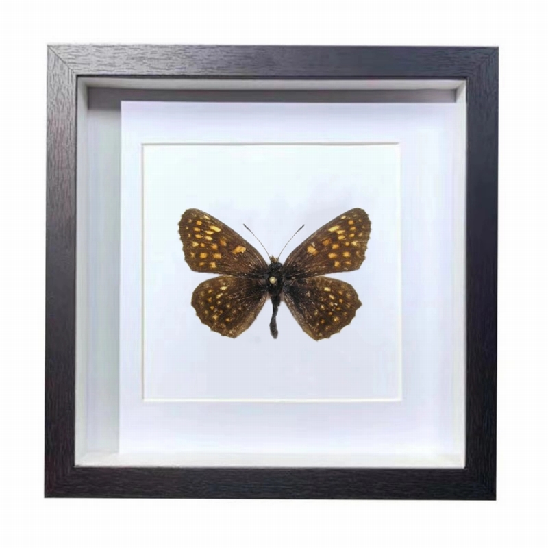 Buy Butterfly Frame Melitaea Diamina Suppliers & Wholesalers - CF Butterfly