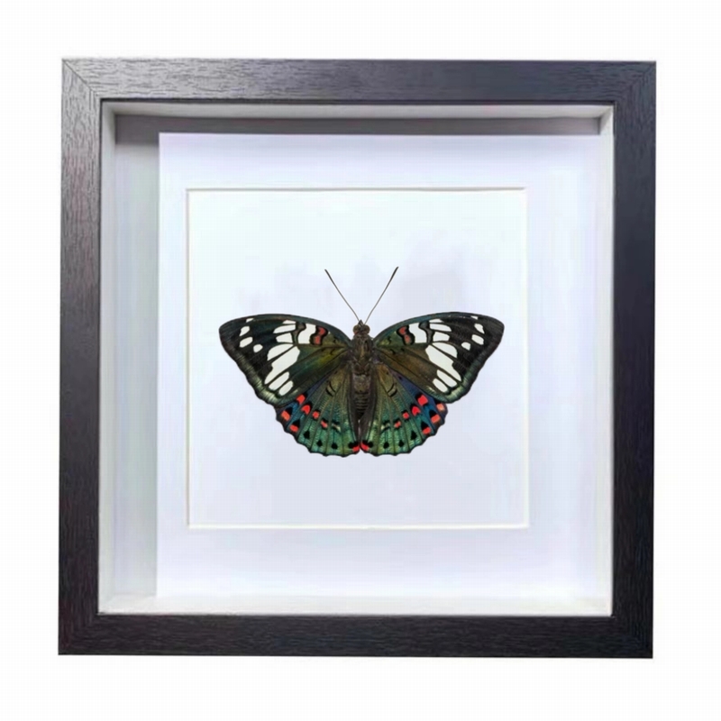 Buy Butterfly Frame Euthalia Lubentina Suppliers & Wholesalers - CF Butterfly
