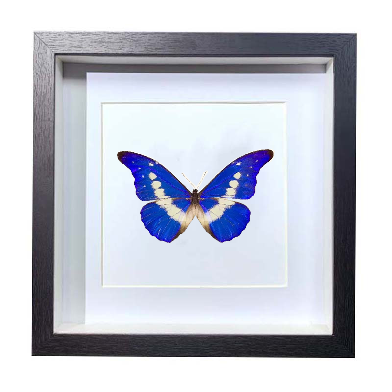 Buy Butterfly Frame Morpho Helena Suppliers & Wholesalers - CF Butterfly