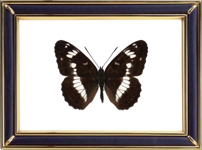 Limenitis Camilla & White Admiral Suppliers & Wholesalers - CF Butterfly