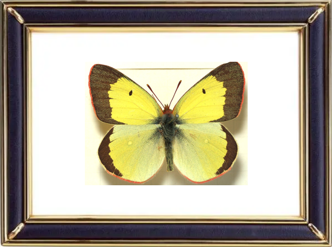 Colias Palaeno & Palaeno Sulphur Butterfly Suppliers & Wholesalers - CF Butterfly