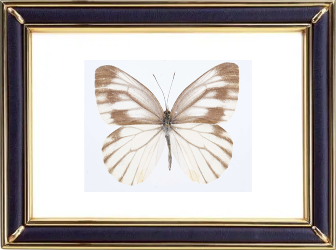 Pieris Melete Butterfly Suppliers & Wholesalers - CF Butterfly
