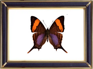 Marpesia Corinna Butterfly Suppliers & Wholesalers - CF Butterfly