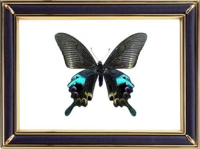 Papilio Arcturus Butterfly Suppliers & Wholesalers - CF Butterfly