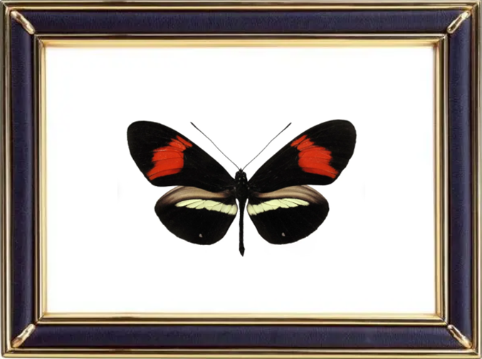 Heliconius Melpomene Butterfly Suppliers & Wholesalers - CF Butterfly