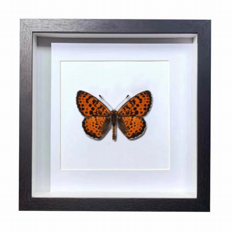 Buy Butterfly Frame Melitaea Didyma Suppliers & Wholesalers - CF Butterfly