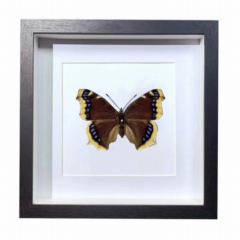 Buy Butterfly Frame Nymphalis Antiopa Suppliers & Wholesalers - CF Butterfly