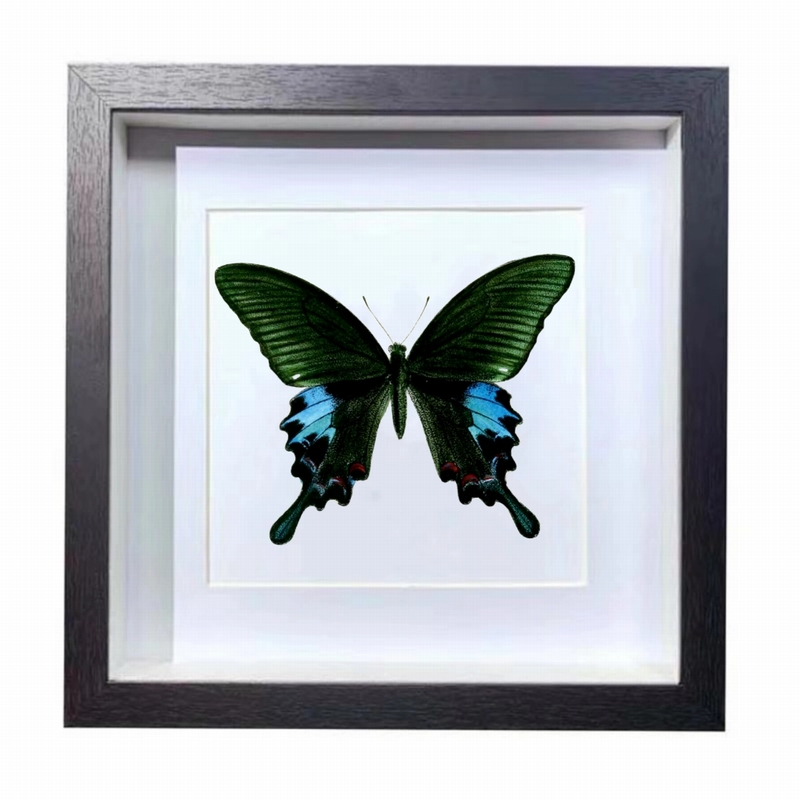 Buy Butterfly Frame Papilio Polyctor Butterfly Suppliers & Wholesalers - CF Butterfly