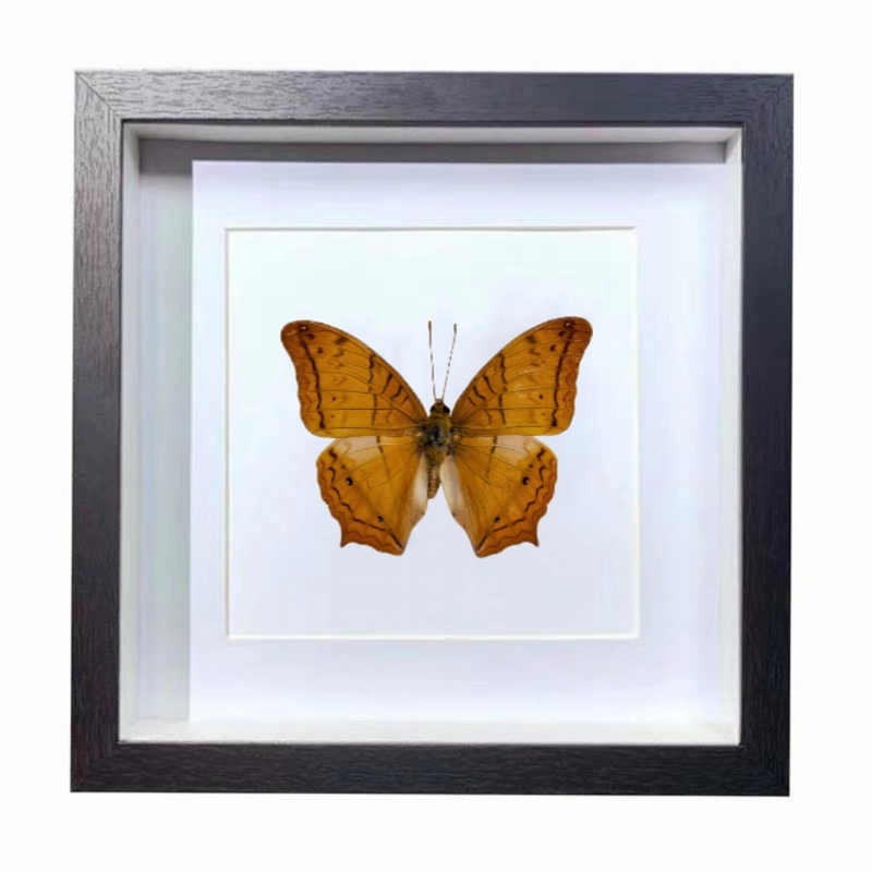 Buy Butterfly Frame Vindula Erota & Vindula Dejone Suppliers & Wholesalers - CF Butterfly