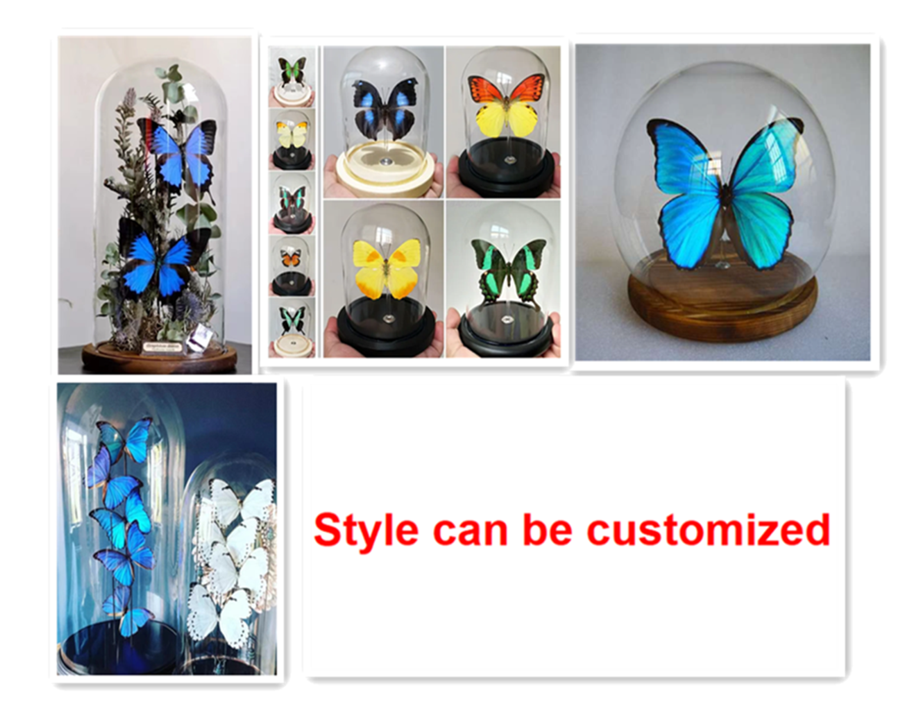 Buy Butterfly Frame Limenitis Populi Suppliers & Wholesalers - CF Butterfly