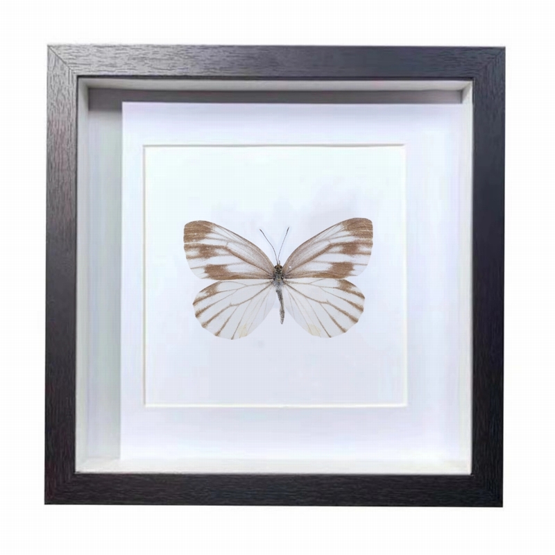 Buy Butterfly Frame Pieris Melete Suppliers & Wholesalers - CF Butterfly