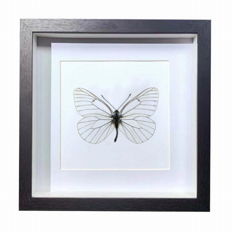 Buy Butterfly Frame Aporia Crataegi Suppliers & Wholesalers - CF Butterfly