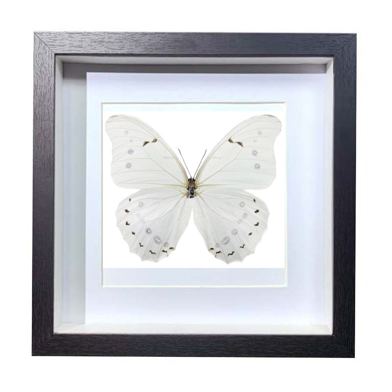 Buy Butterfly Frame White Morpho Polyphemus Suppliers & Wholesalers - CF Butterfly