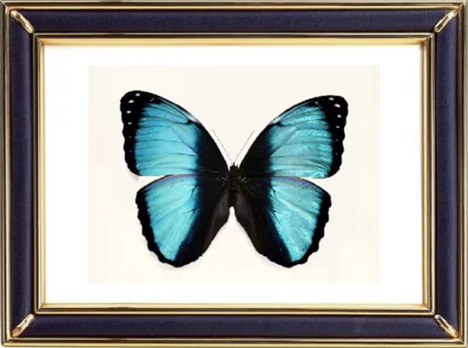 Morpho Patroclus Butterfly Suppliers & Wholesalers - CF Butterfly