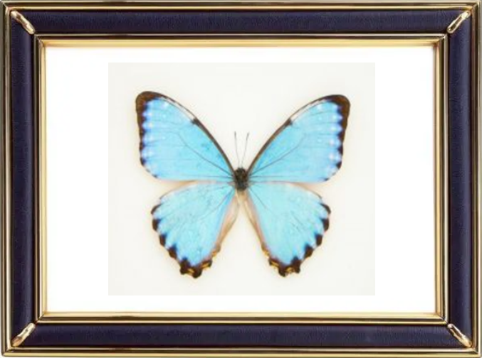 Morpho Portis Butterfly Suppliers & Wholesalers - CF Butterfly