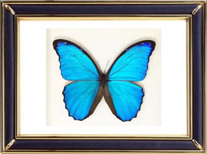 Morpho Menelaus & Menelaus Blue Morpho Butterfly Suppliers & Wholesalers - CF Butterfly