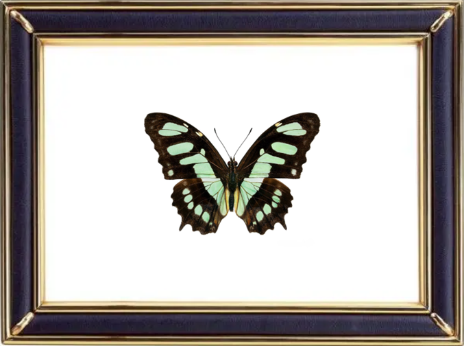 Siproeta Stelenes & Malachite Butterfly Suppliers & Wholesalers - CF Butterfly