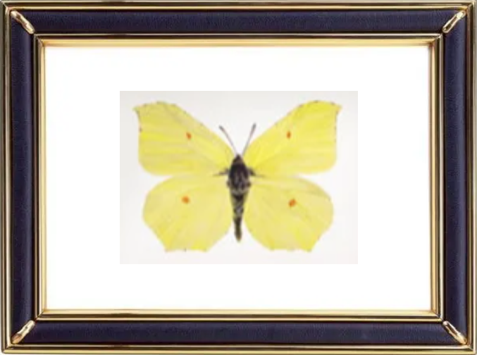 Gonepteryx Rhamni & Common Brimstone Butterfly Suppliers & Wholesalers - CF Butterfly