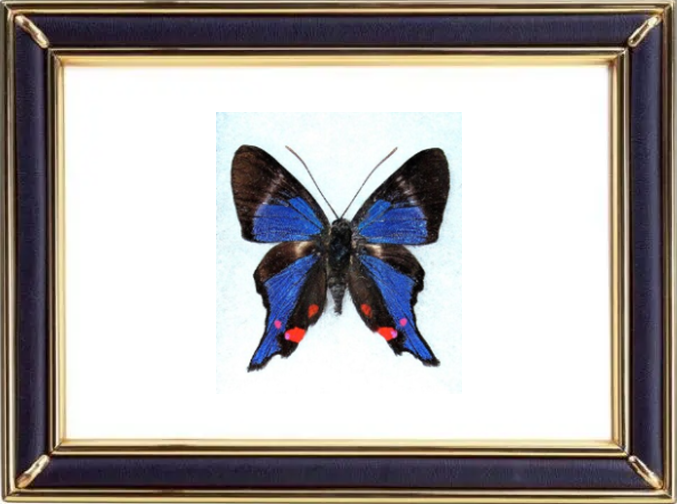 Rhetus Periander Butterfly Suppliers & Wholesalers - CF Butterfly