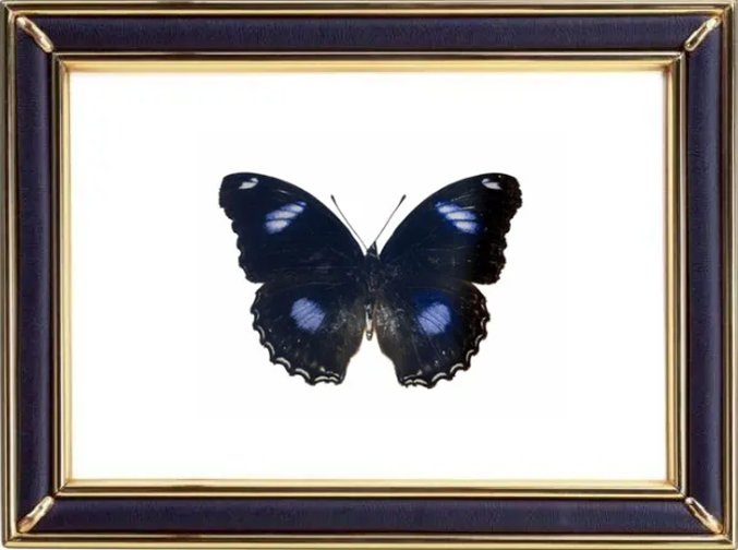 Hypolimnas Bolina & Blue Moon Butterfly Suppliers & Wholesalers - CF Butterfly
