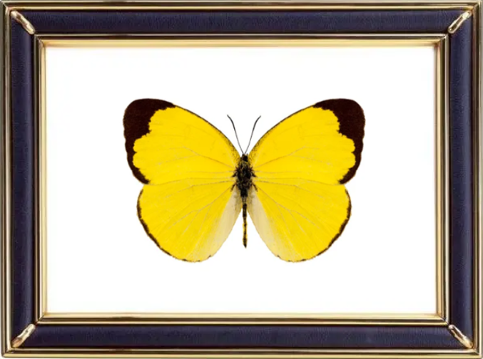 Eurema Alitha Butterfly Suppliers & Wholesalers - CF Butterfly