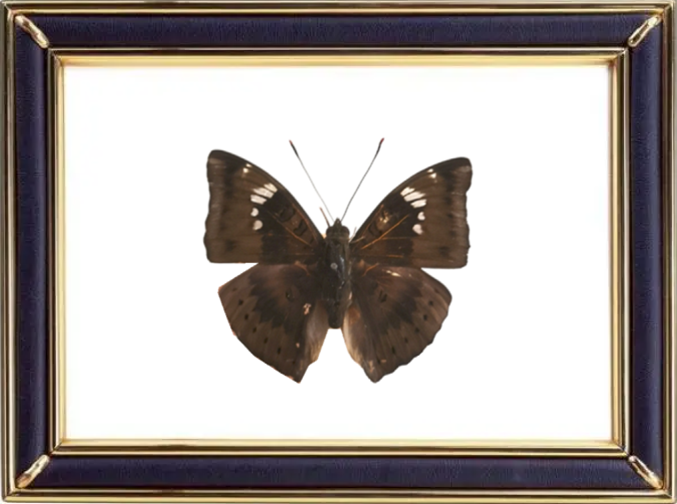 Euthalia Aconthea & Baron Caterpillar Suppliers & Wholesalers - CF Butterfly