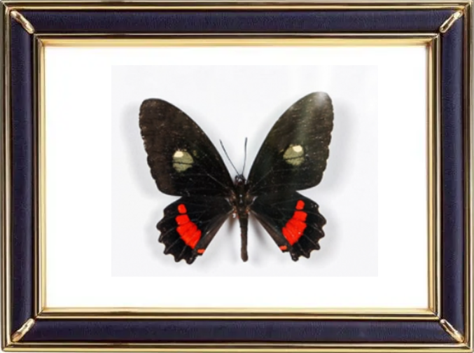 Parides Iphidamas Butterfly Suppliers & Wholesalers - CF Butterfly