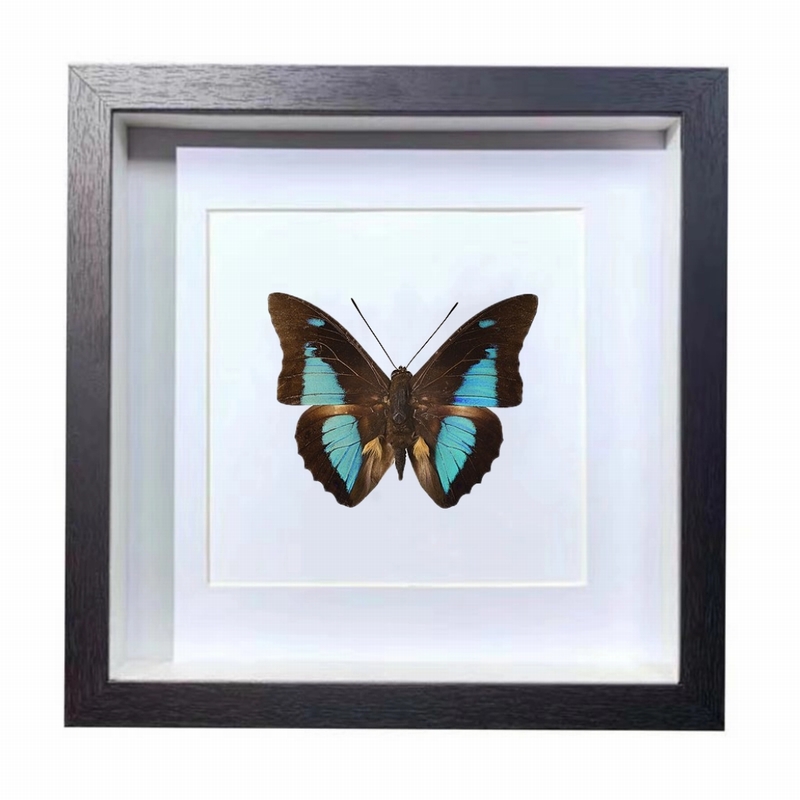 Buy Butterfly Frame Prepona Laertes Suppliers & Wholesalers - CF Butterfly