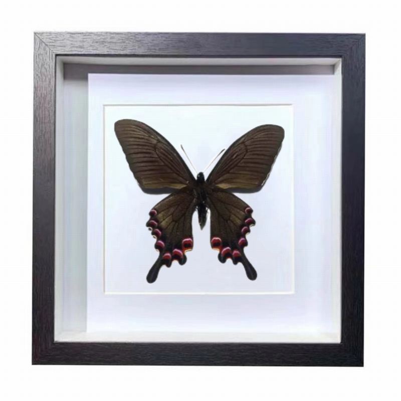 Buy Butterfly Frame Papilio Syfanius Suppliers & Wholesalers - CF Butterfly