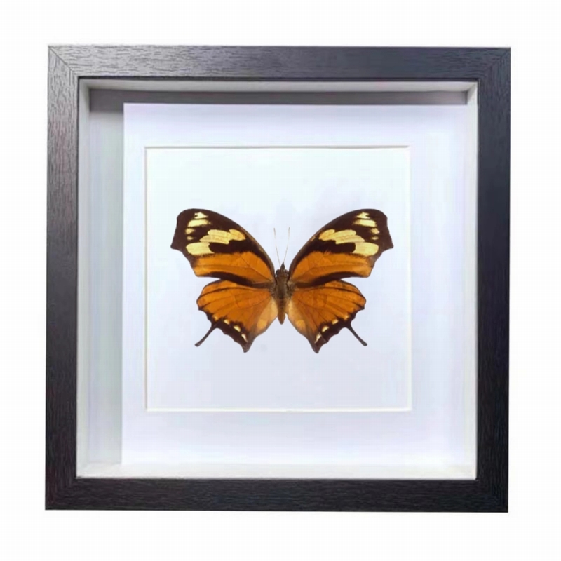 Buy Butterfly Frame Consul Fabius Suppliers & Wholesalers - CF Butterfly