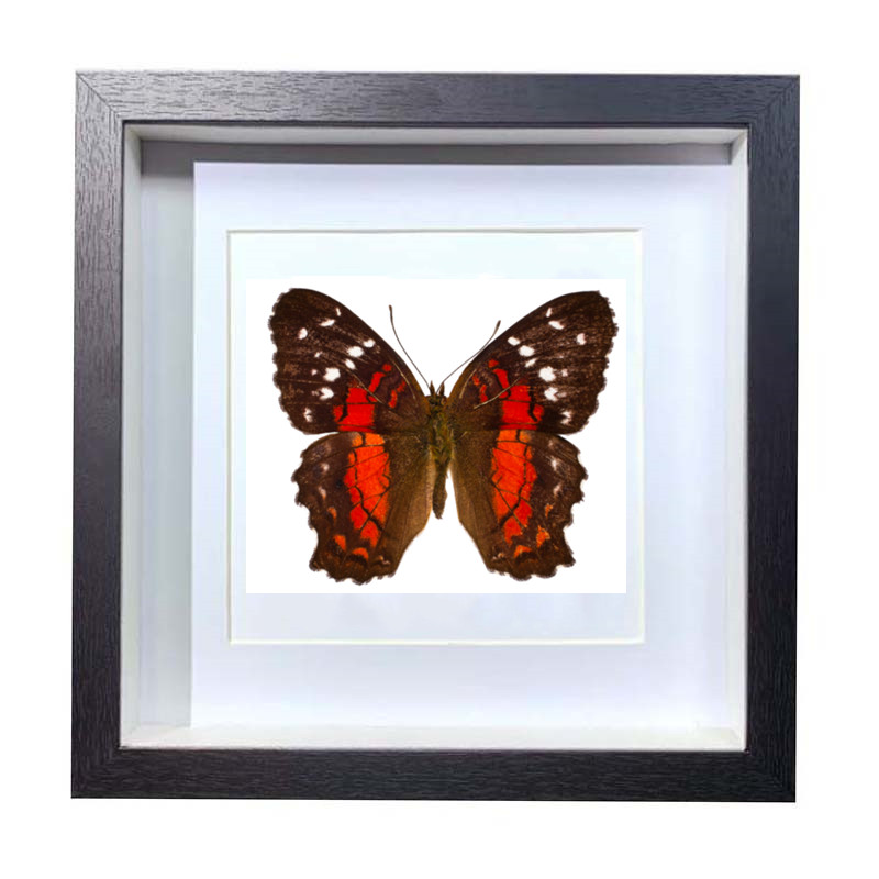 Buy Butterfly Frame Anartia Amathea Suppliers & Wholesalers - CF Butterfly