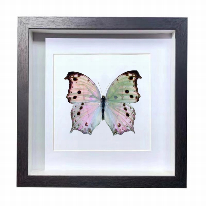 Buy Butterfly Frame Mother of Pearl Butterfly Suppliers & Wholesalers - CF Butterfly