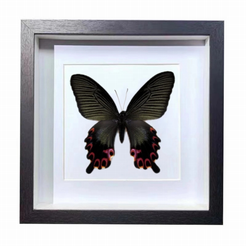 Buy Butterfly Frame Papilio Protenor Butterfly Suppliers & Wholesalers - CF Butterfly