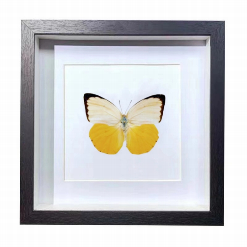 Buy Butterfly Frame Catopsilia Scylla Suppliers & Wholesalers - CF Butterfly