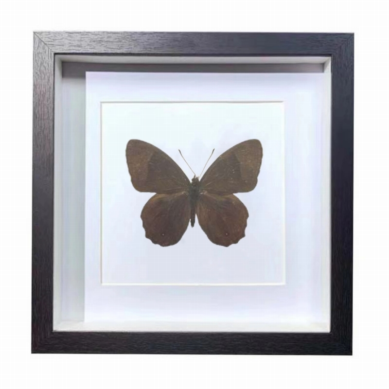 Buy Butterfly Frame Lethe Diana Butterfly Suppliers & Wholesalers - CF Butterfly