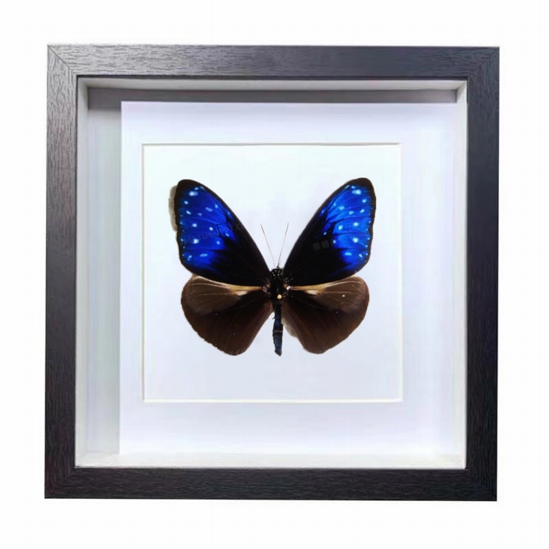 Buy Butterfly Frame Euploea Mulciber Suppliers & Wholesalers - CF Butterfly