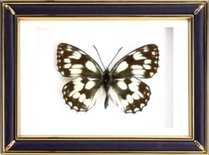 Melanargia Butterfly Suppliers & Wholesalers - CF Butterfly