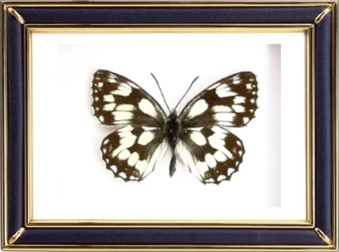 Melanargia Butterfly Suppliers & Wholesalers - CF Butterfly