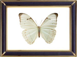 Morpho Laertes Butterfly Suppliers & Wholesalers - CF Butterfly