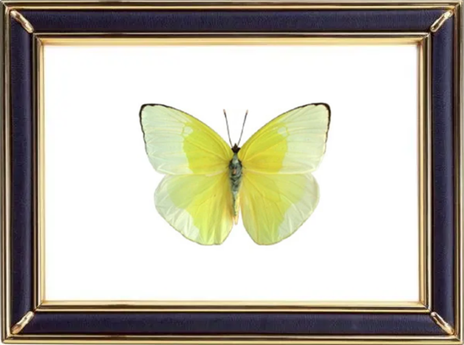 Phoebis Statira & Statira Sulphur Butterfly Suppliers & Wholesalers - CF Butterfly