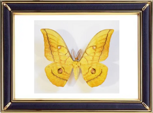 Antheraea Yamamai & Japanese Silk Moths Suppliers & Wholesalers - CF Butterfly