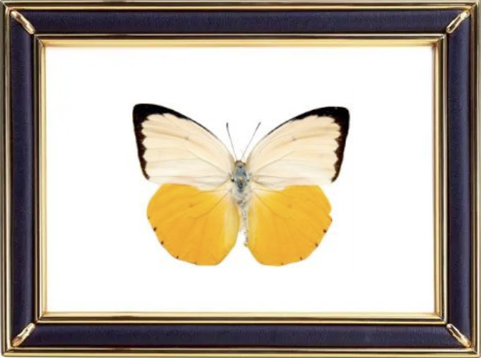Catopsilia Scylla & Orange Migrant Butterfly Suppliers & Wholesalers - CF Butterfly