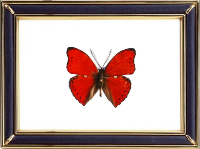 Cymothoe Excelsa Butterfly Suppliers & Wholesalers - CF Butterfly
