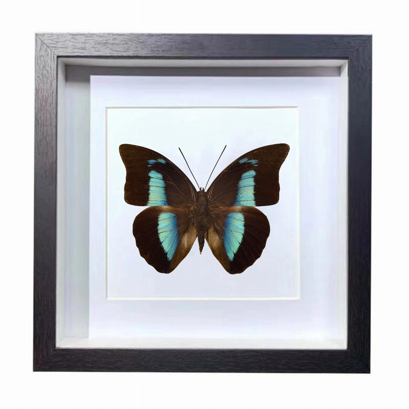 Buy Butterfly Frame Archaeoprepona Demophon Suppliers & Wholesalers - CF Butterfly