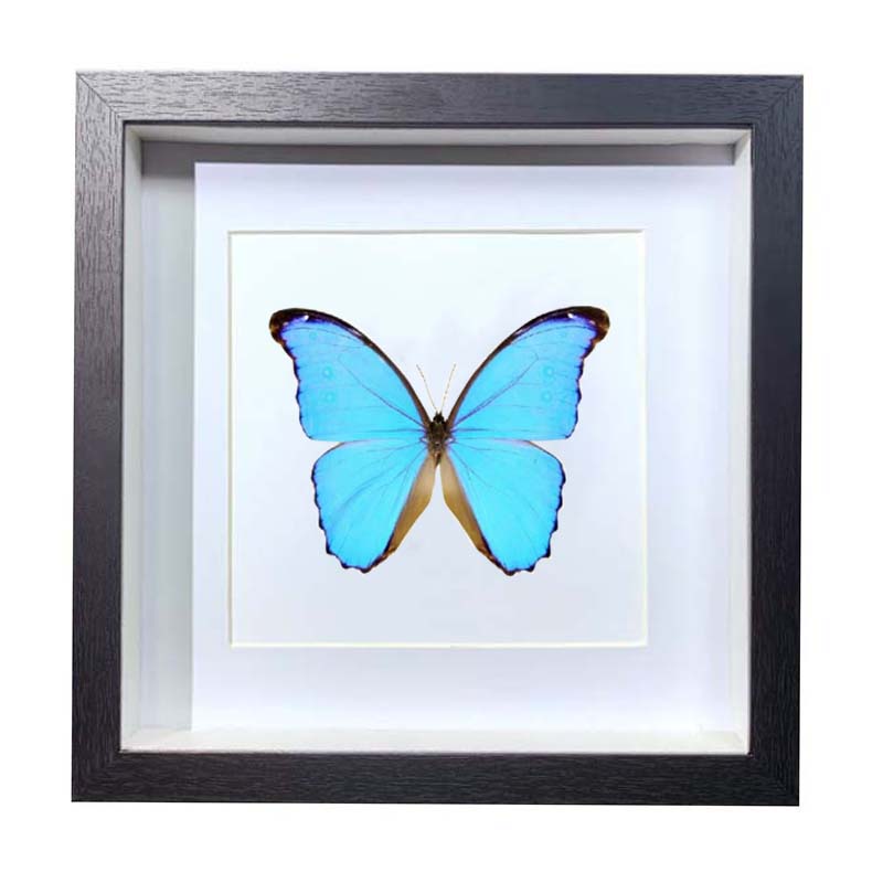 Buy Butterfly Frame Morpho Didius Suppliers & Wholesalers - CF Butterfly