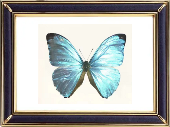 Morpho Eugenia Butterfly Suppliers & Wholesalers - CF Butterfly