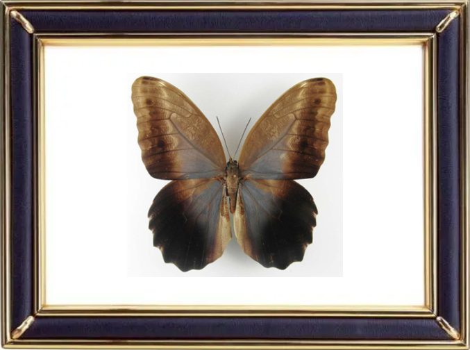 Caligo Brasiliensis Butterfly Suppliers & Wholesalers - CF Butterfly