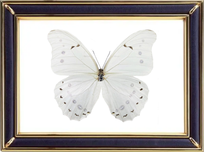 Morpho Polyphemus & White Morpho Butterfly Suppliers & Wholesalers - CF Butterfly